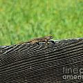 Fence Lizard