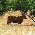 Sun Dappled Cow