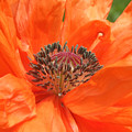 Orange Icelandic Poppy Photograph