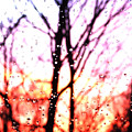Raindrop Sunset Photograph